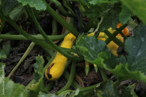 Juicy green zucchini ripening in the garden in summer. Growing own food. Vegetarian food concept 