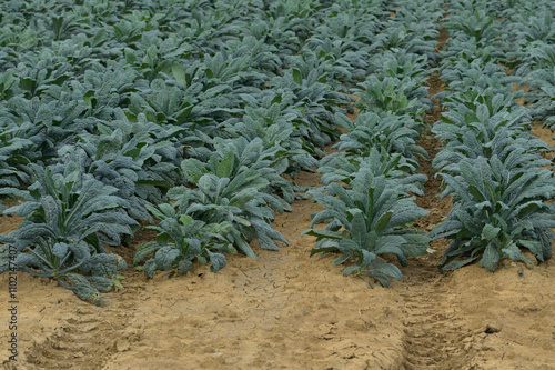 Vibrant kale plants grow in neat rows on a farm, showcasing healthy green leaves and fertile soil, Tuscany, Italy