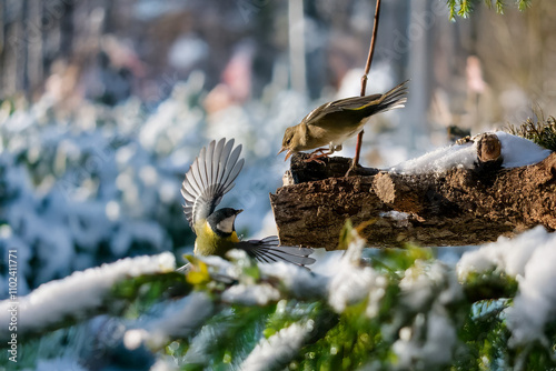 Una cinciallegra (Parus major) vola attraverso i rami innevati e finisce su un ramo cavo, dove un fringuello (Fringilla coelebs) la attende senza troppa accoglienza.