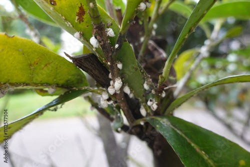 Cottony cushion scale infestation on oleander stems and leaves with visible damage outdoors.