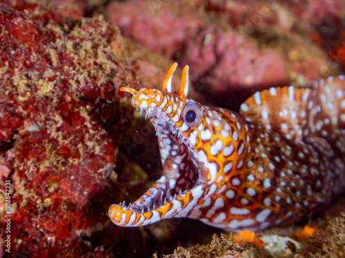 水中洞窟にいる、 大きく美しいトラウツボ（ウツボ科）。 英名学名：Dragon Moray (Enchelycore pardalis) 静岡県伊豆半島賀茂郡南伊豆町中木ヒリゾ浜2024年 