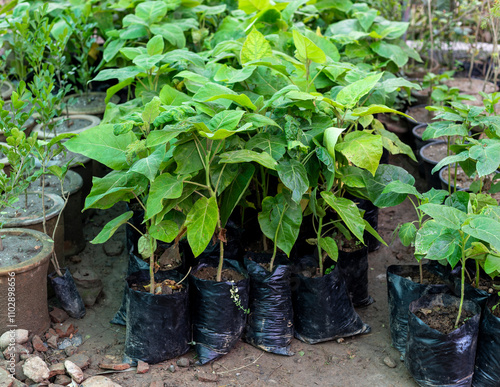 Tamarillo or tomato tree seedlings growing in poly bags in nursery