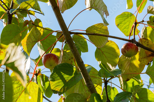 The Chinese tree is an oil tree (Aleurites fordii), bearing fruit in the garden. Ripe fruits on a branch.