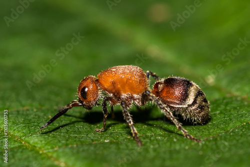 Velvet Ant - Timulla vagans