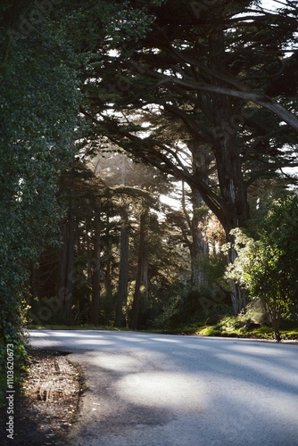 Serene forest road with lush greenery