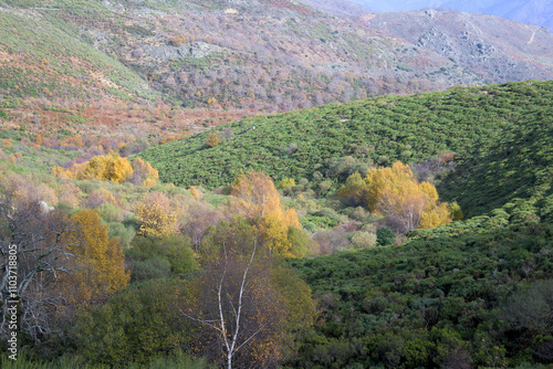 Autumn landscape with yellow ochre green colors in Puerto de Honduras Extremadura in autumn horizontally