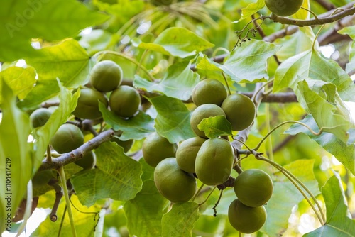 Branch with nuts of Aleurites moluccanus. Green leaves and raw fruits in young green shell of candlenut. Nature concept. Botanical garden Puerto de la Cruz, Tenerife. Indian walnut or varnish tree