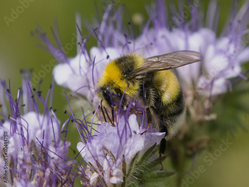 Trzmiel gajowy (Bombus lucorum) wśród kwiatów