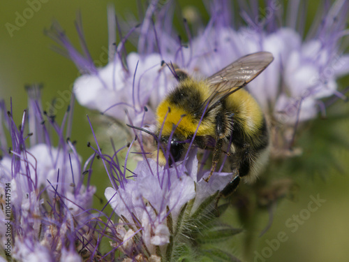 Trzmiel gajowy (Bombus lucorum) wśród kwiatów