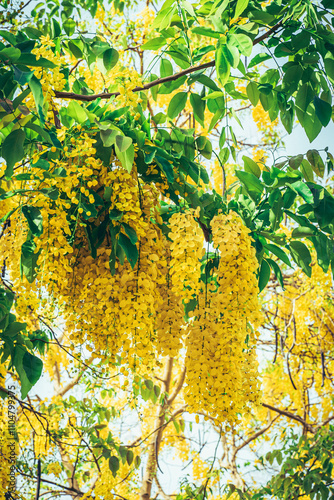 Cassia fistula