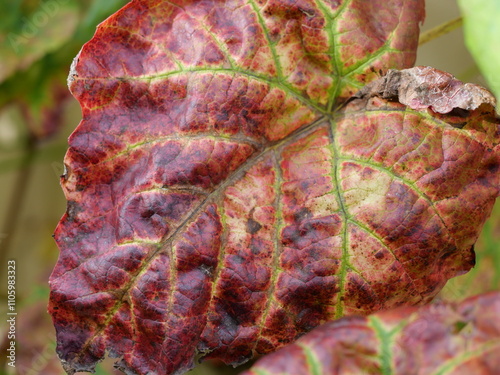 Virginia creeper - Fiery red Virginia creeper and evergreen ivy on an old wall: A fascinating interplay of colors that embodies autumn.