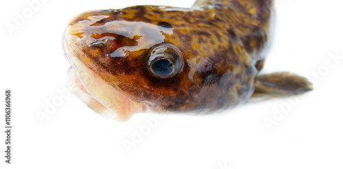 Portrait of an underwater predator. Shooting a burbot's head on a white background