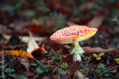 fly agaric mushroom