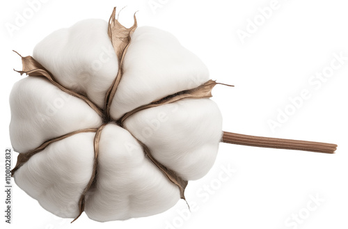 PNG Close-up of a cotton plant boll