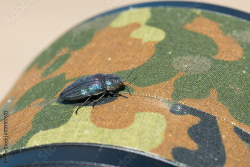 Bauern-Prachtkäfer (Buprestis rustica) 