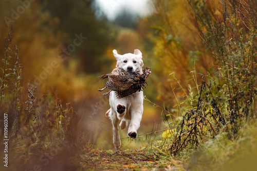 Golden retriever retrieving pheasant in a field