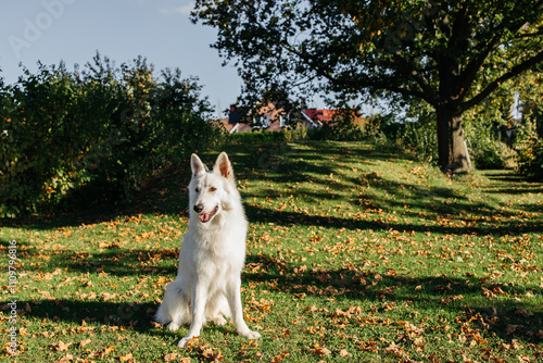 Portrait of a white Swiss shepherd on an autumn lawn near a house. The dog sits on the grass strewn with yellowed leaves