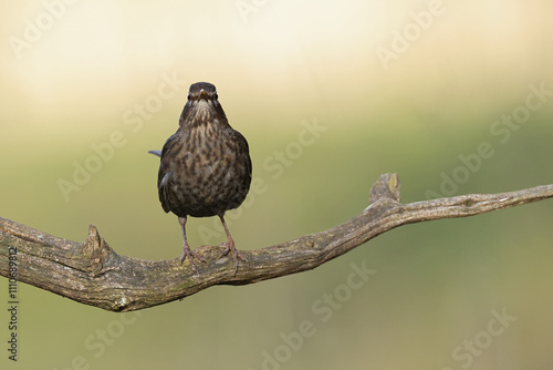 Adult female Eurasian Blackbird (Turdus merula) perching on a branch