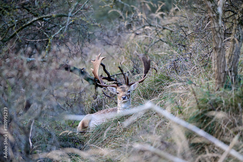 Fallow deer is hiding in the grass, chewing the cud