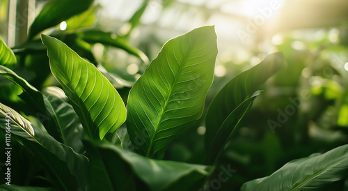 Culturas de folhas verdes crescendo em uma estufa espaçosa.