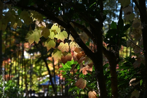 Japanese ivy autumn leaves. Japanese autumn season background material. 