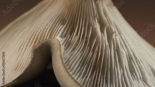 Membranous mushroom. Complex surface texture. Macro shot.