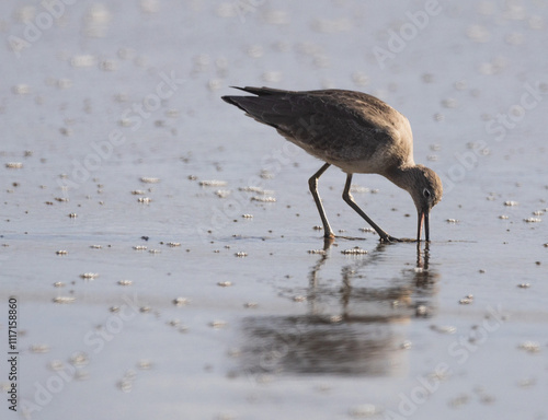 shore bird feeding in the sand