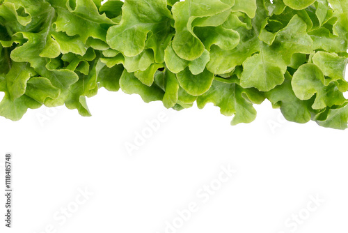 Fruits, vegetables, food, Lettuce, Iceberg, Lola Rosa, Lola Bionda 