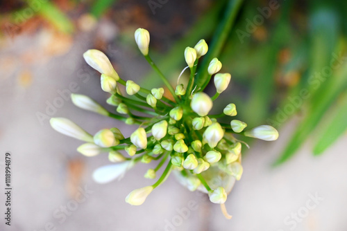 Planta de jardín brotes de flor de poca agua y poco riego