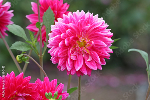 Bright pink decorative Dahlia 'Ryecroft Caroline's Beauty' in flower.