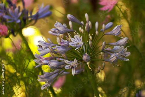 Beautiful agapanthus flower in the garden