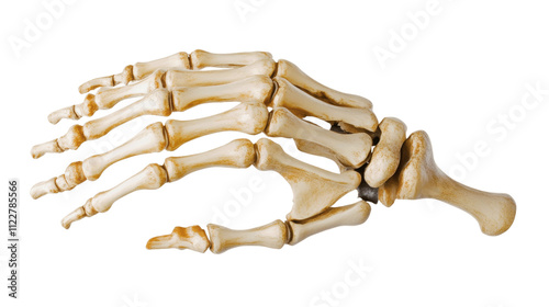 Model of human skeletal hand with phalanges detailed, isolated on white background