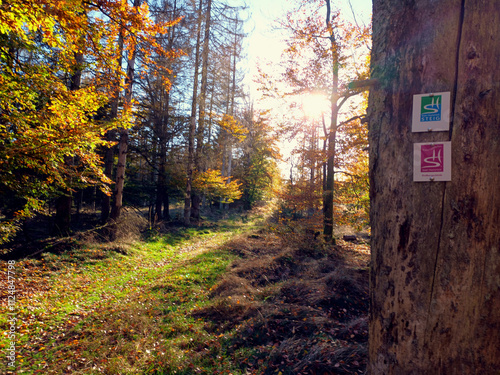 Die Sonne scheint durch Bäume im Wald im Herbst auf dem Dollberg im Nationalpark Hunsrück-Hochwald. Aussicht vom Premium-Wanderweg Traumschleife Dollbergschleife.