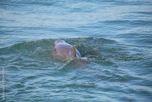 Common bottlenose dolphin showing dorsal fin