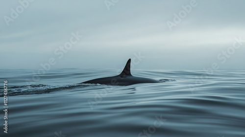 Orca whale is showing its dorsal fin while swimming in the ocean, creating a sense of awe and wonder