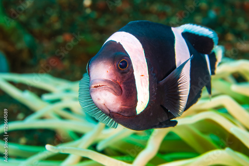 Aggressive anemonefish near its host on a tropical coral reef in the Indo-Pacific region