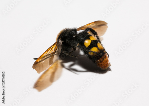 The mammoth wasp (Megascolia maculata) is a species of wasp belonging to the family Scoliidae in the order Hymenoptera. Scolia Male.