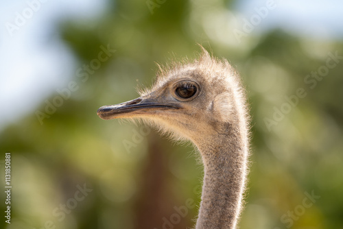 Un avestruz capturado en un encuadre frontal mostrando su expresivo rostro y plumaje. El fondo desenfocado resalta al animal en un entorno natural bajo luz solar. Detalles faciales únicos del avestruz