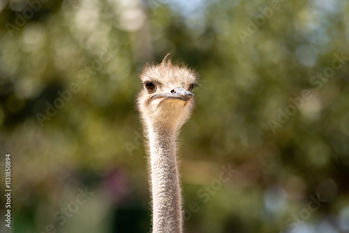 Un avestruz capturado en un encuadre frontal mostrando su expresivo rostro y plumaje. El fondo desenfocado resalta al animal en un entorno natural bajo luz solar. Detalles faciales únicos del avestruz