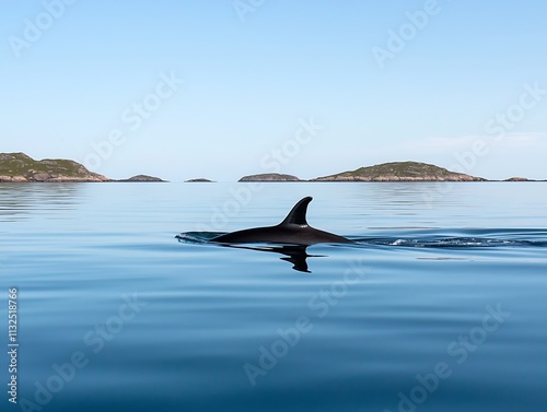 Orca dorsal fin visible above calm ocean surface, islands in background.