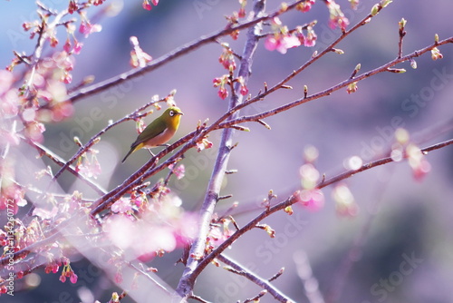 春の訪れを告げる桜とかわいいメジロ