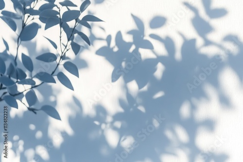 Minimalist Shadow of Tree Leaves on White Background in Natural Light