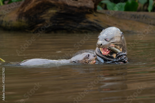 Giant river otter with pup eating eel when pup arrives to share in the Cuiaba River