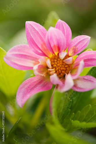 Pink Dahlia Flower Close-up