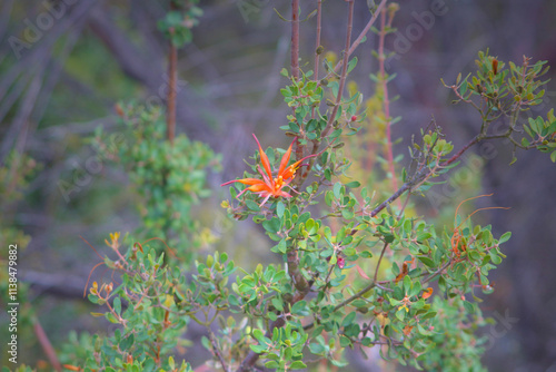 Many-flowered honeysuckle (Lambertia multiflora) endemic wildlflower to the south-west of Western Australia